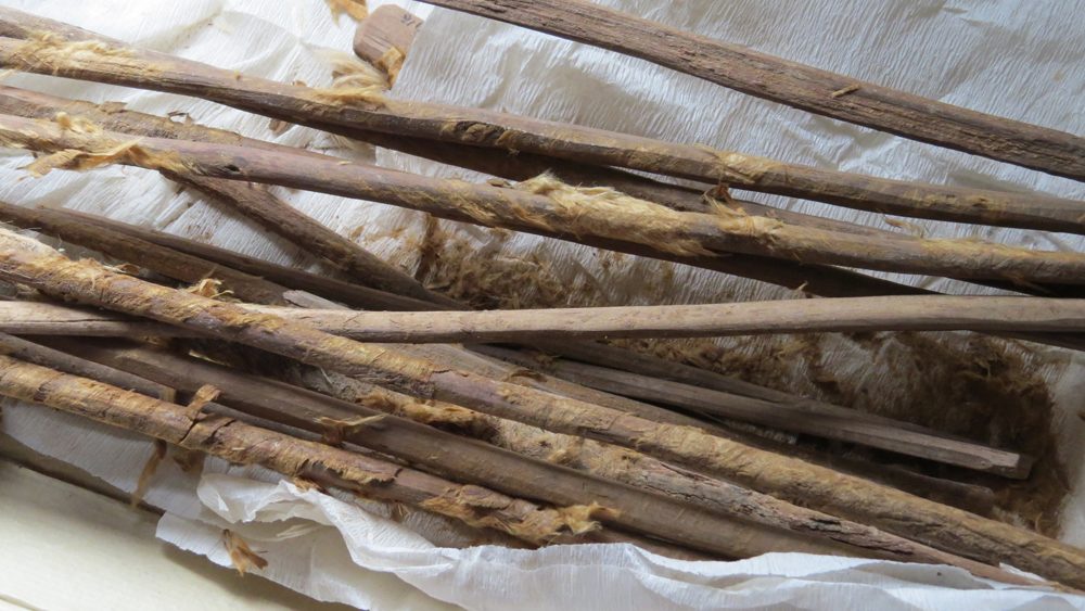 ไม้เช็ดก้นโบราณที่นักวิจัยจากเคมบริดจ์พบว่ามีไข่ปรสิตสี่ชนิด (AFP PHOTO / UNIVERSITY OF CAMBRIDGE)